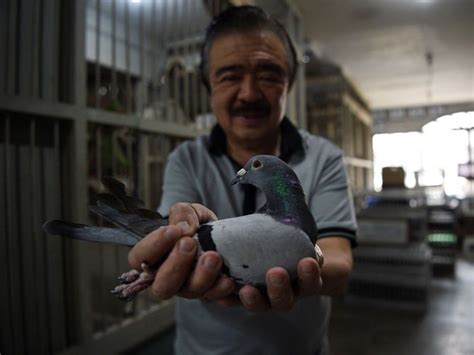 mcarthur pigeon race prize|The deadly odds of pigeon racing in the Philippines .